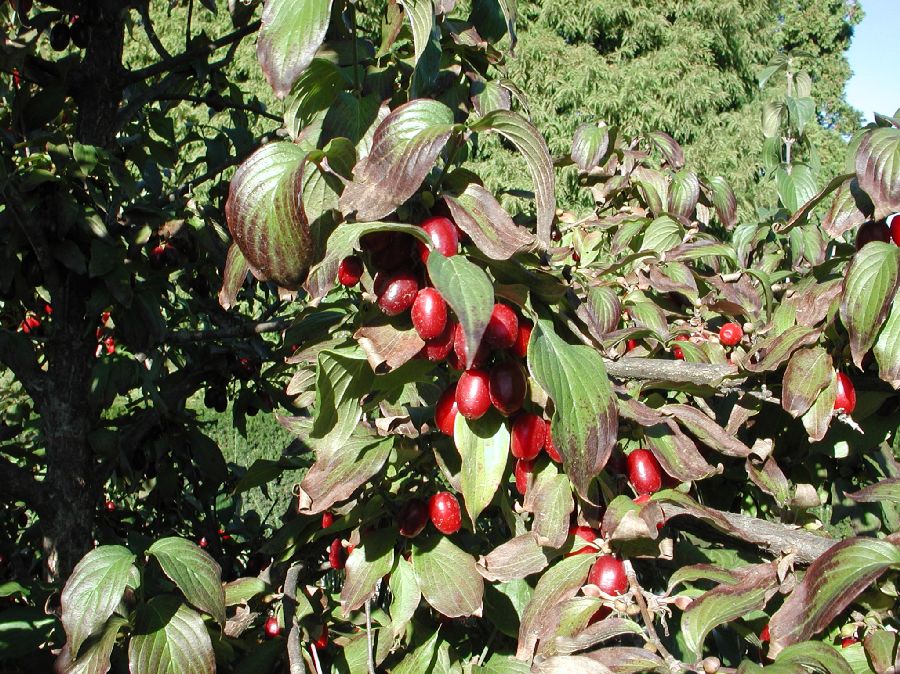 Cornaceae Cornus mas