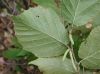 image of Corylus americana