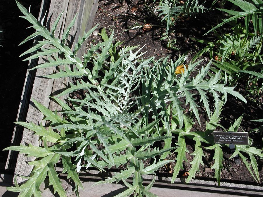 Asteraceae Cynara scolymus