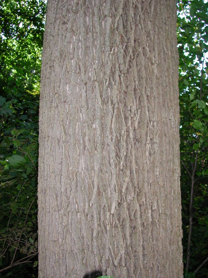 Oleaceae Fraxinus americana