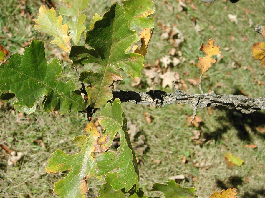 Fagaceae Quercus macrocarpa