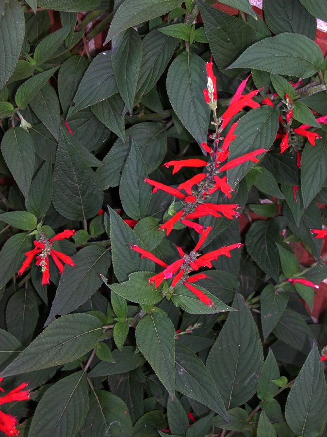 Lamiaceae Salvia elegans