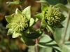 image of Silphium integrifolium