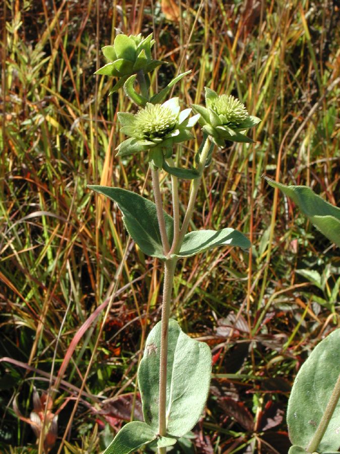 Asteraceae Silphium integrifolium