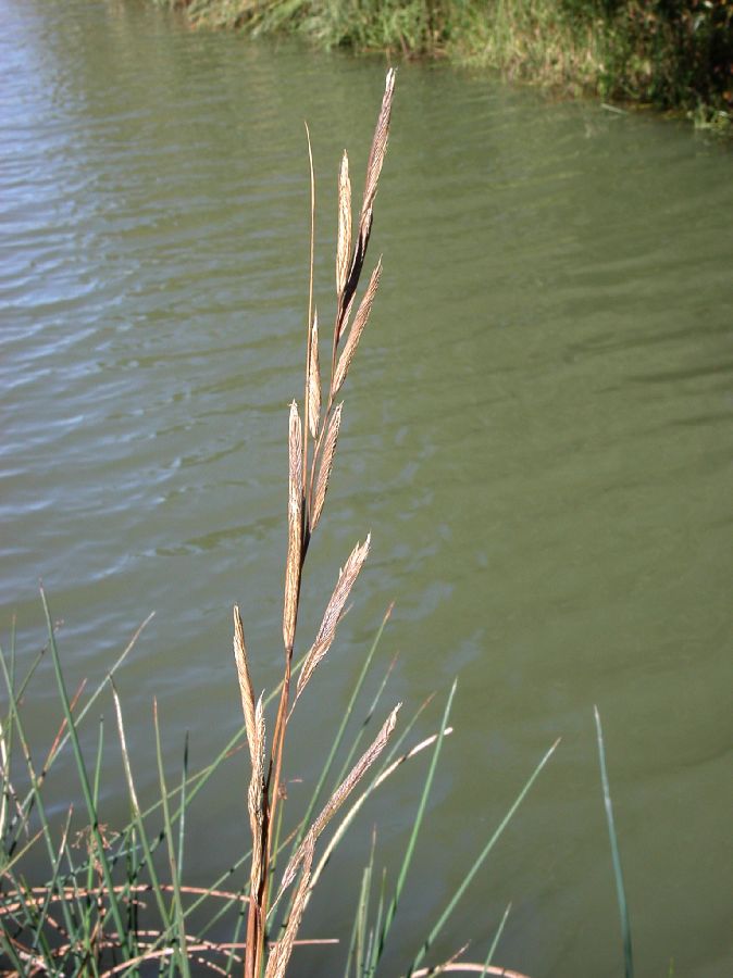 Poaceae Spartina pectinata