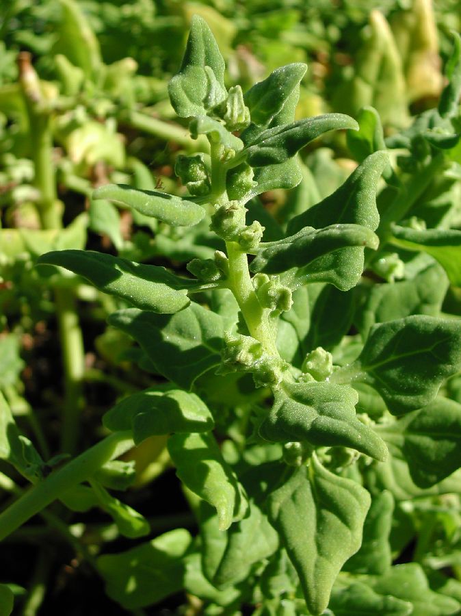 Aizoaceae Tetragonia tetragonoides