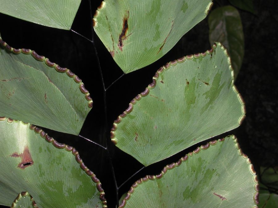 Pteridaceae Adiantum peruvianum