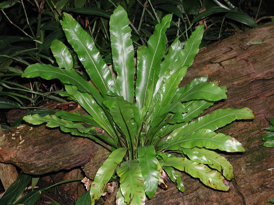 Aspleniaceae Asplenium stuebelianum