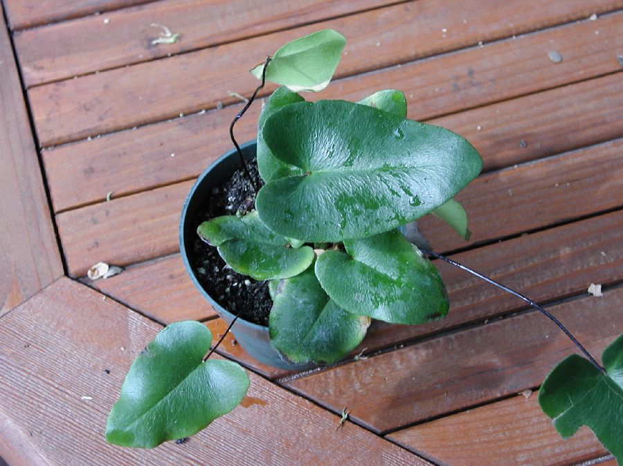 Pteridaceae Hemionitis ariifolia