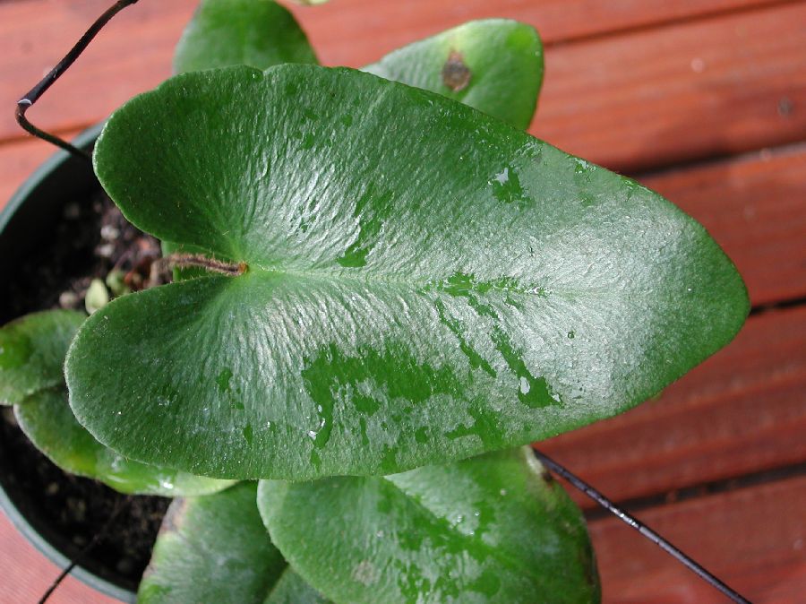 Pteridaceae Hemionitis ariifolia