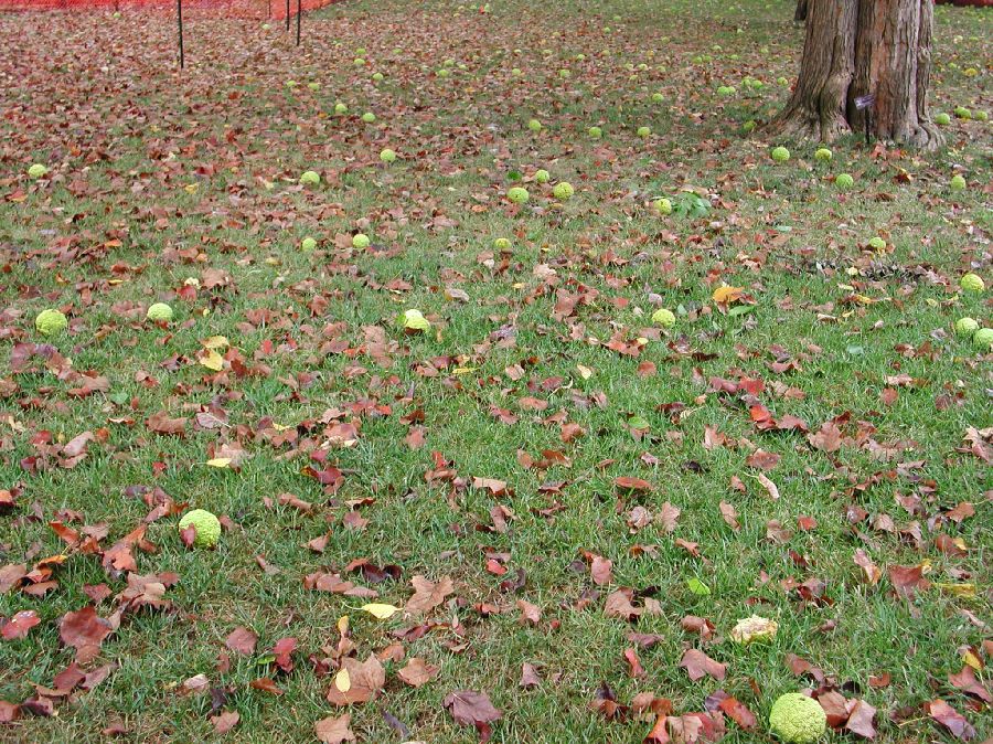 Moraceae Maclura pomifera