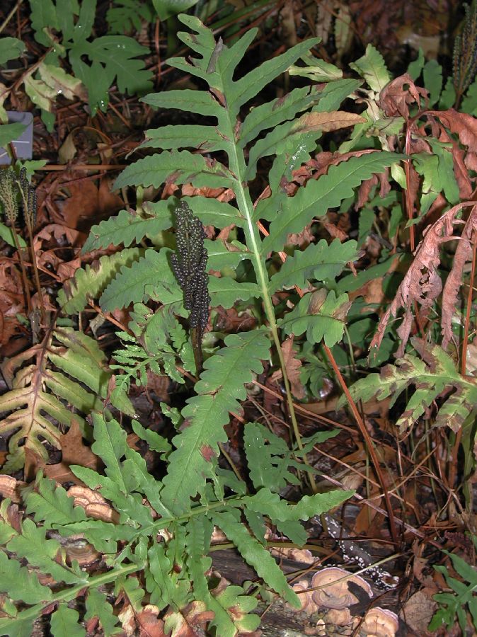 Onocleaceae Onoclea sensibilis