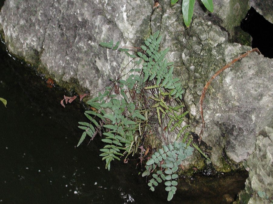 Pteridaceae Pellaea atropurpurea