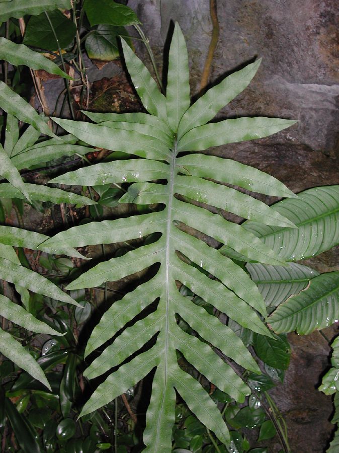 Polypodiaceae Phlebodium aureum