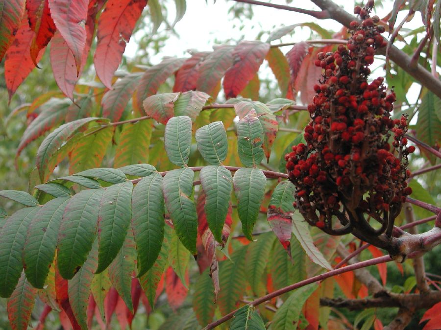 Anacardiaceae Rhus glabra