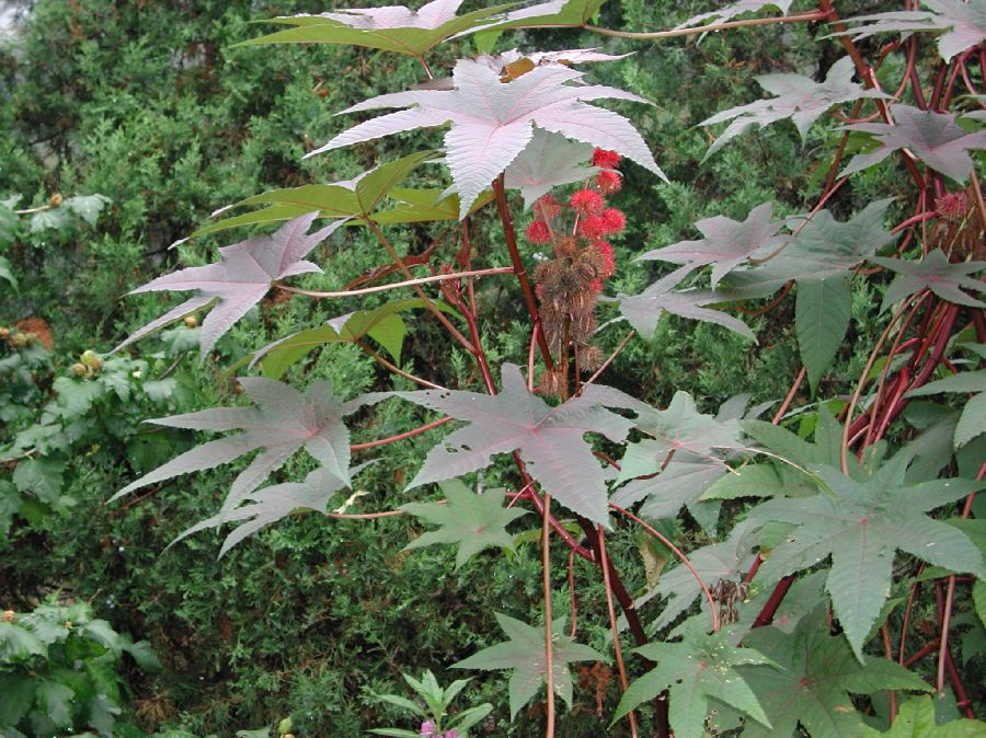 Euphorbiaceae Ricinus communus