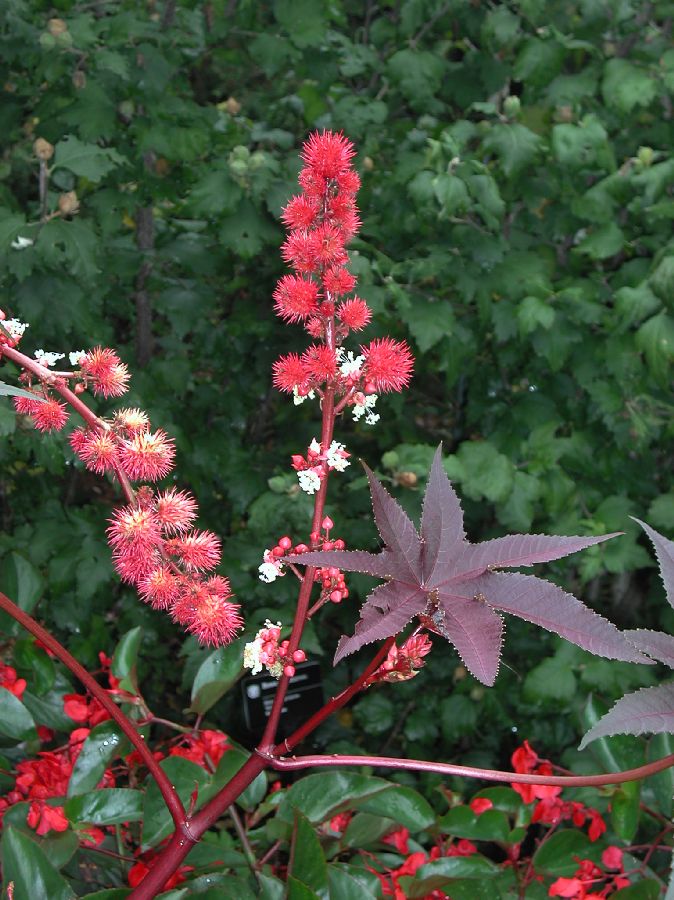 Euphorbiaceae Ricinus communus