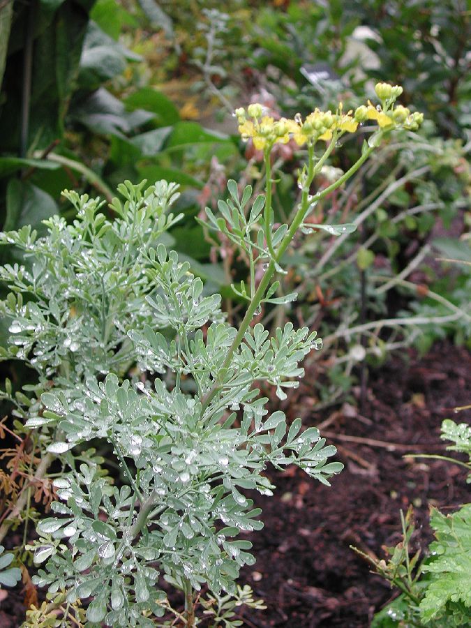 Rutaceae Ruta graveolens