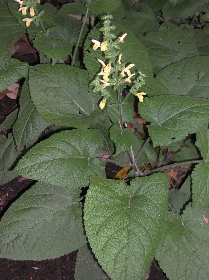 Lamiaceae Salvia koyamae