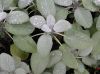image of Salvia officinalis