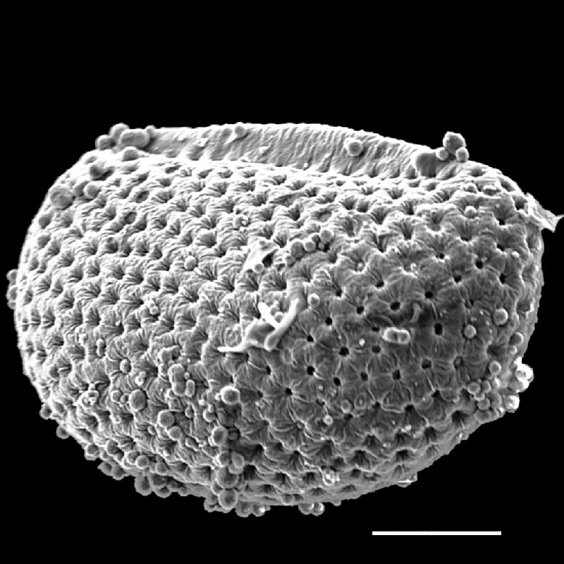 Schizaeaceae Schizaea dichotoma