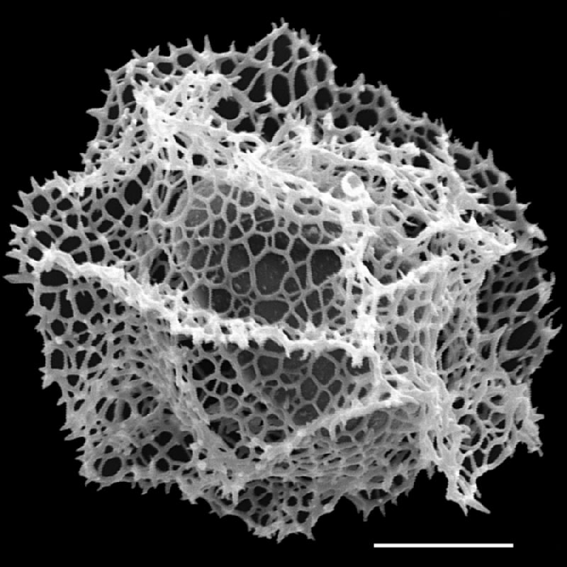 Lomariopsidaceae Bolbitis appendiculata