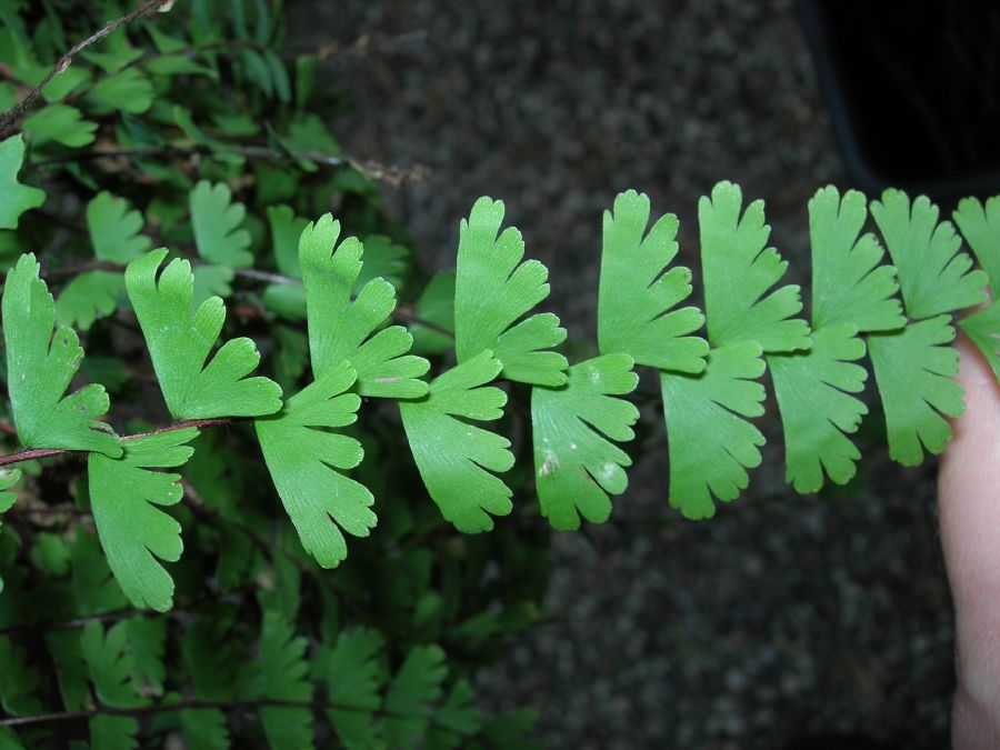 Pteridaceae Adiantum caudatum