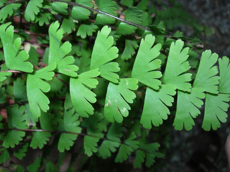 Pteridaceae Adiantum caudatum