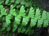 image of Adiantum caudatum