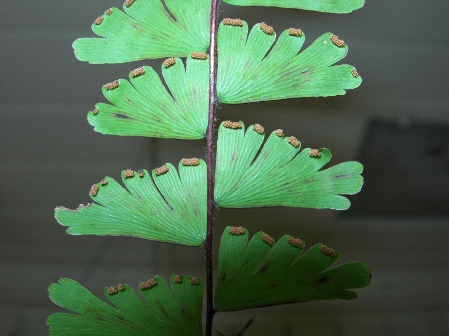 Pteridaceae Adiantum caudatum