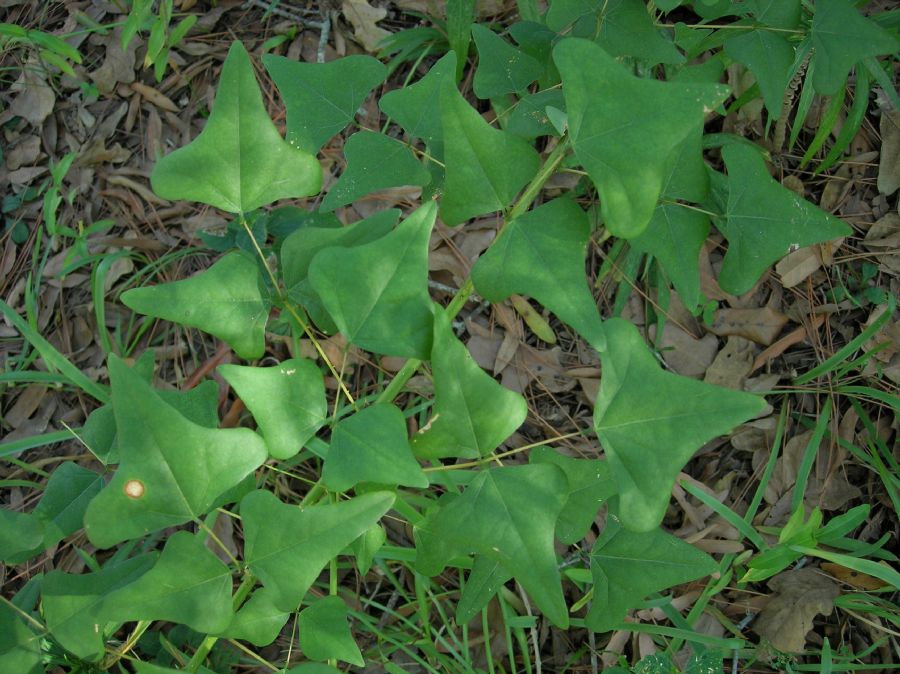 Fabaceae Erythrina herbacea