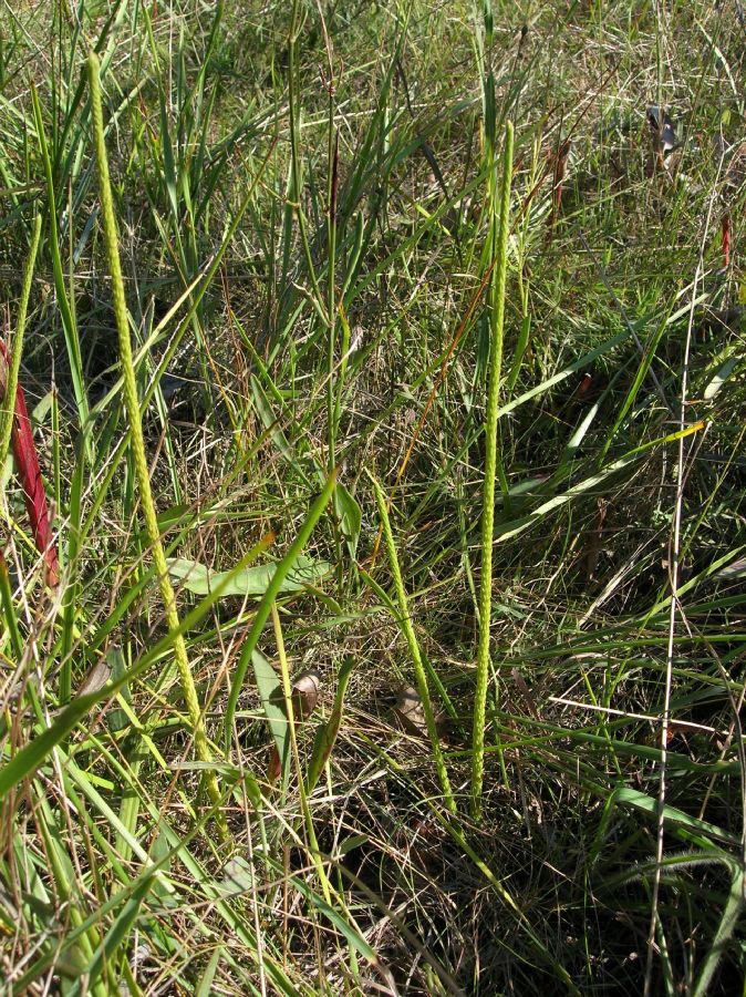 Lycopodiaceae Lycopodiella appressa