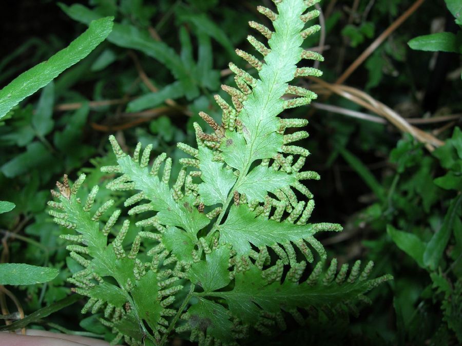 Lygodiaceae Lygodium japonicum