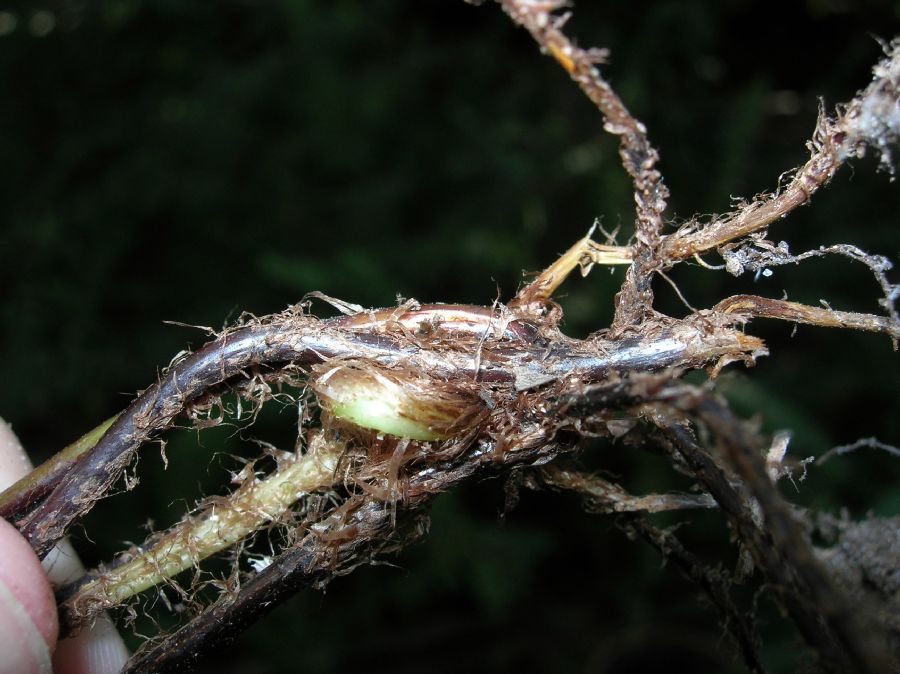 Nephrolepidaceae Nephrolepis cordifolia