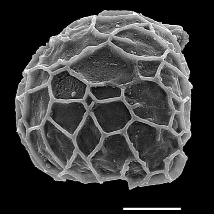 Lycopodiaceae Spinulum subarcticum