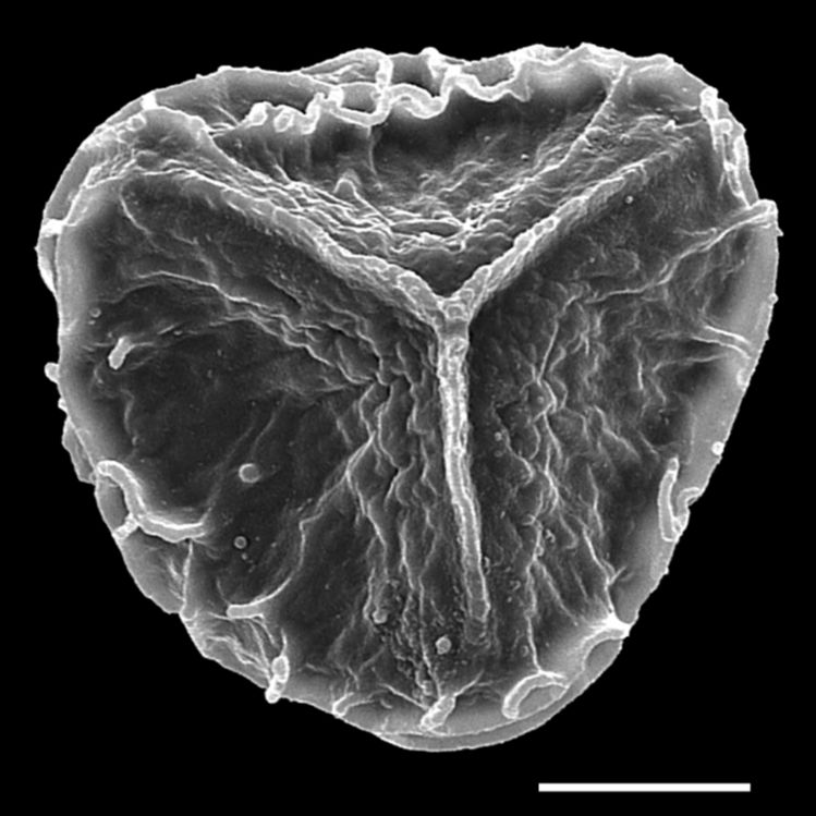 Lycopodiaceae Spinulum subarcticum