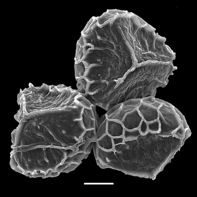 Lycopodiaceae Spinulum subarcticum