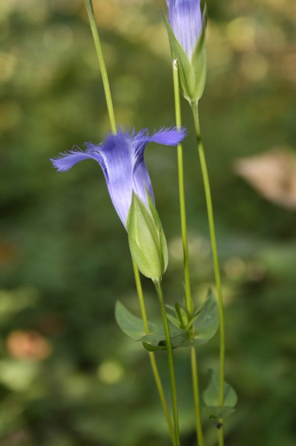 Gentianaceae Gentianopsis crinata