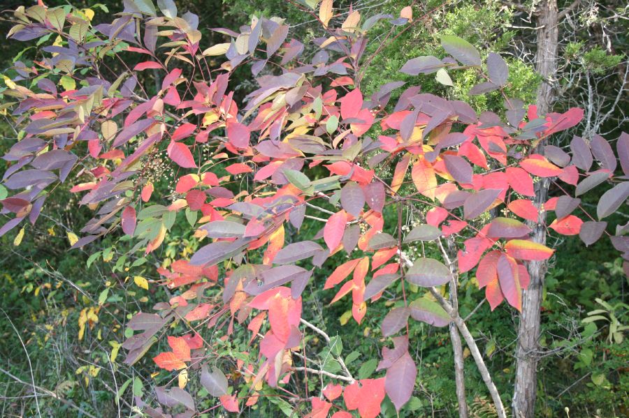 Anacardiaceae Rhus vernix