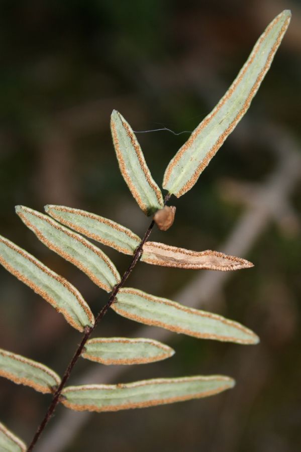 Pteridaceae Pellaea atropurpurea