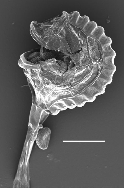 Polypodiaceae Polypodium virginianum