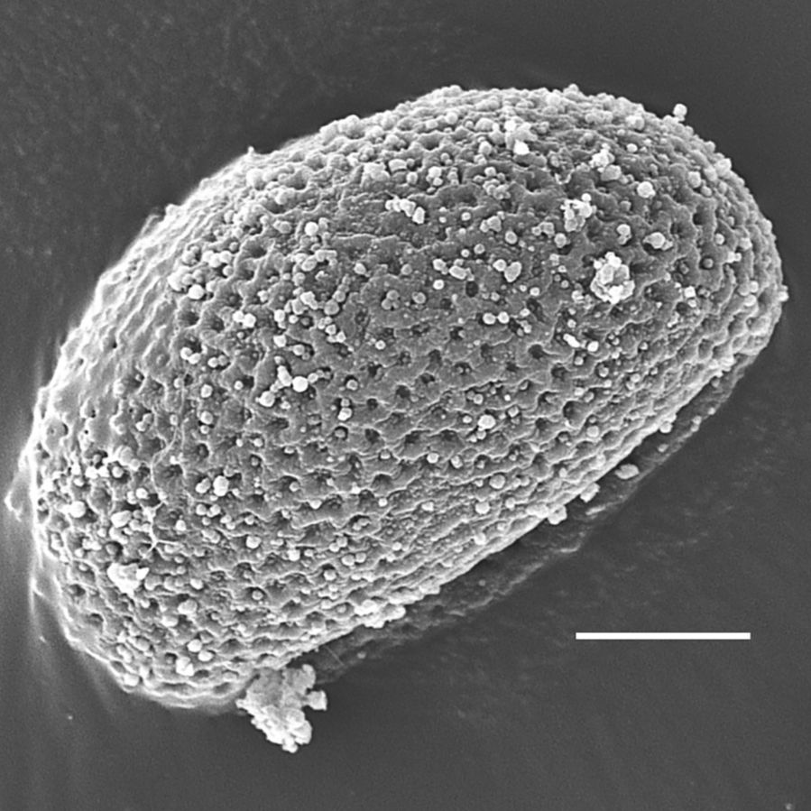 Schizaeaceae Actinostachys germanii