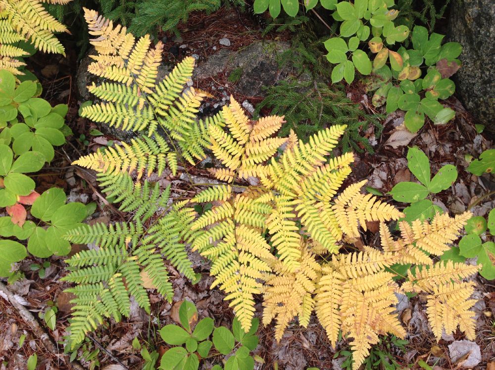 Dennstaedtiaceae Pteridium aquilinum