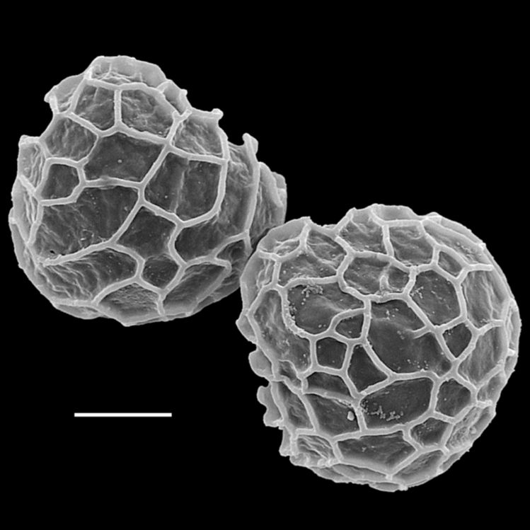 Lycopodiaceae Spinulum annotinum