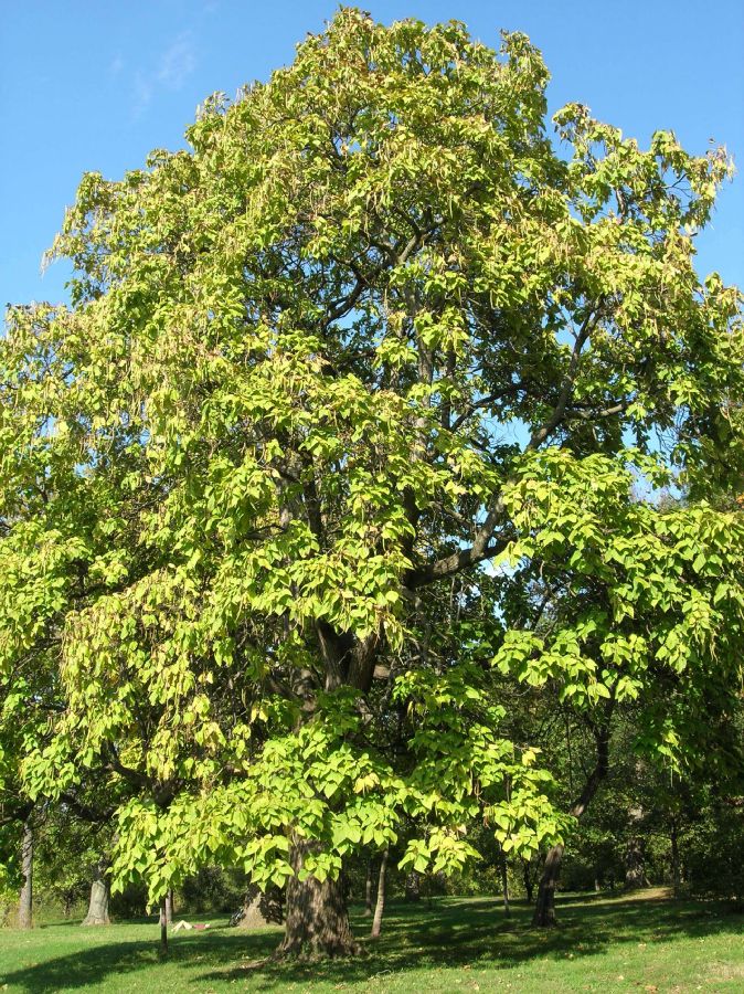 Bignoniaceae Catalpa bignonioides