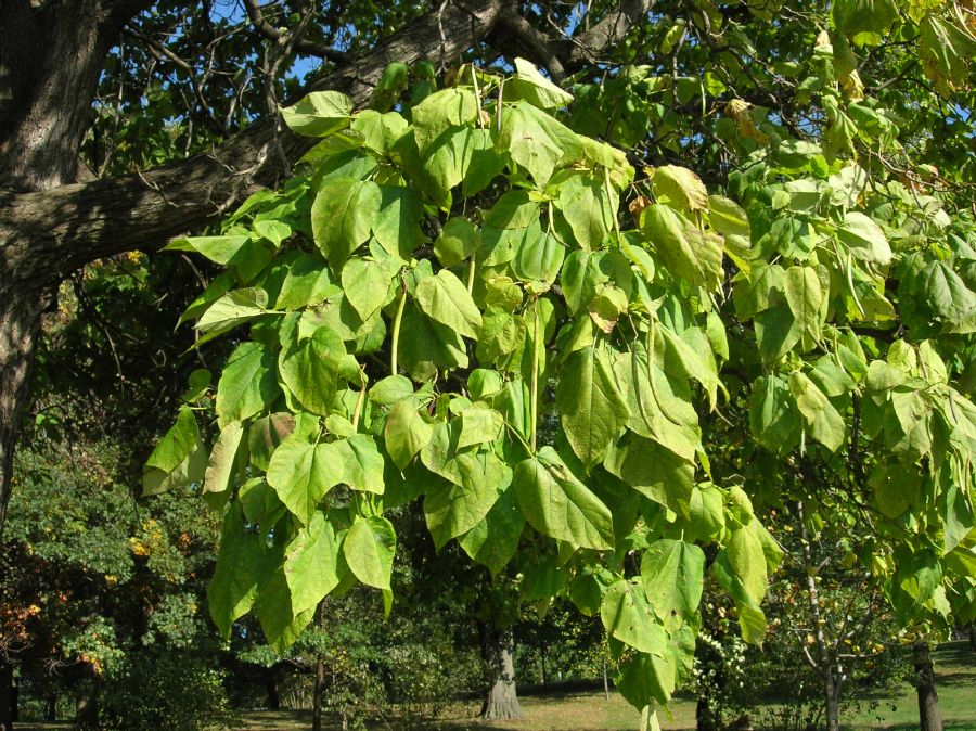 Bignoniaceae Catalpa bignonioides