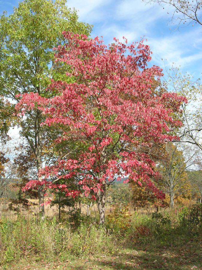 Cornaceae Cornus florida