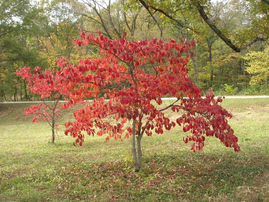 Cornaceae Cornus florida