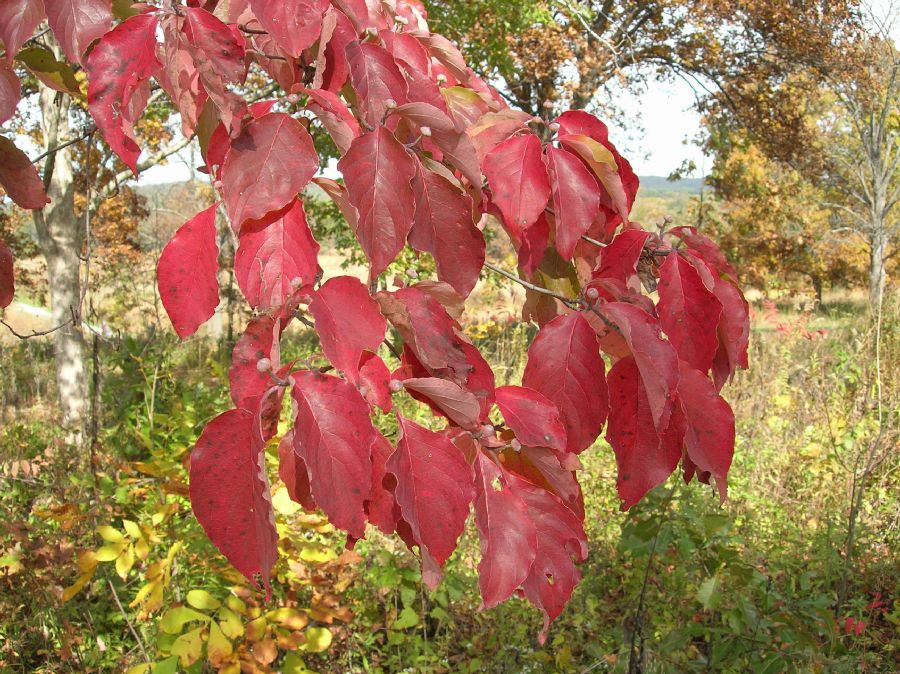 Cornaceae Cornus florida