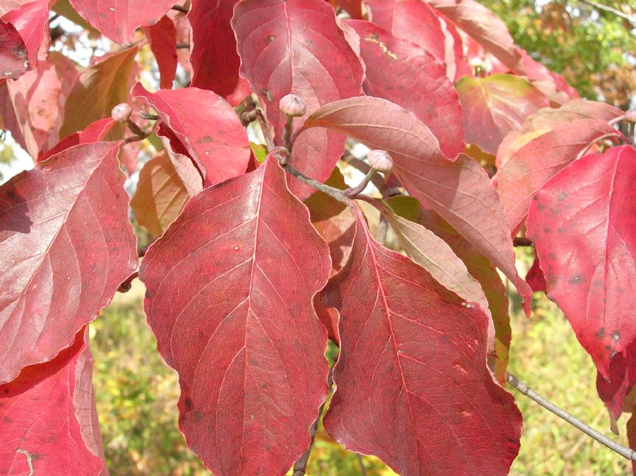 Cornaceae Cornus florida
